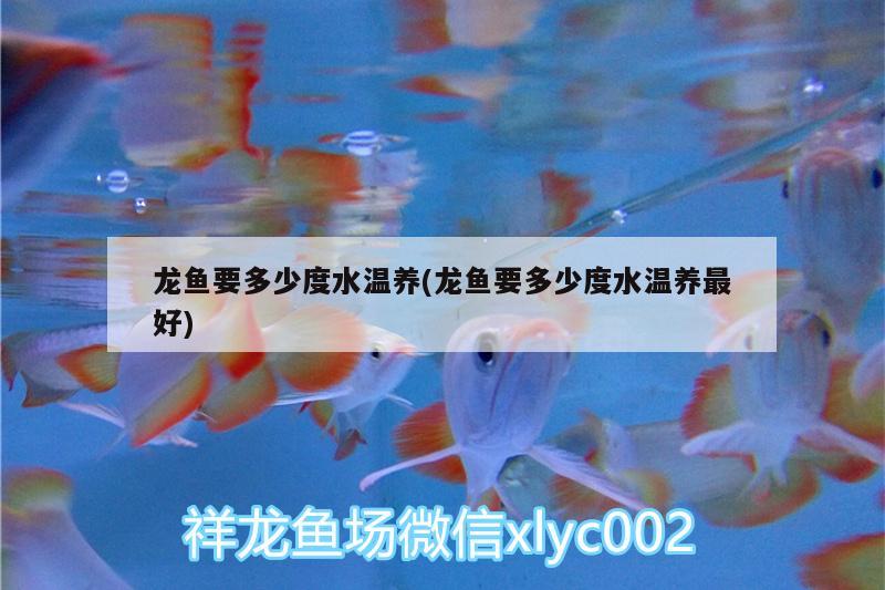 龍魚要多少度水溫養(yǎng)(龍魚要多少度水溫養(yǎng)最好)