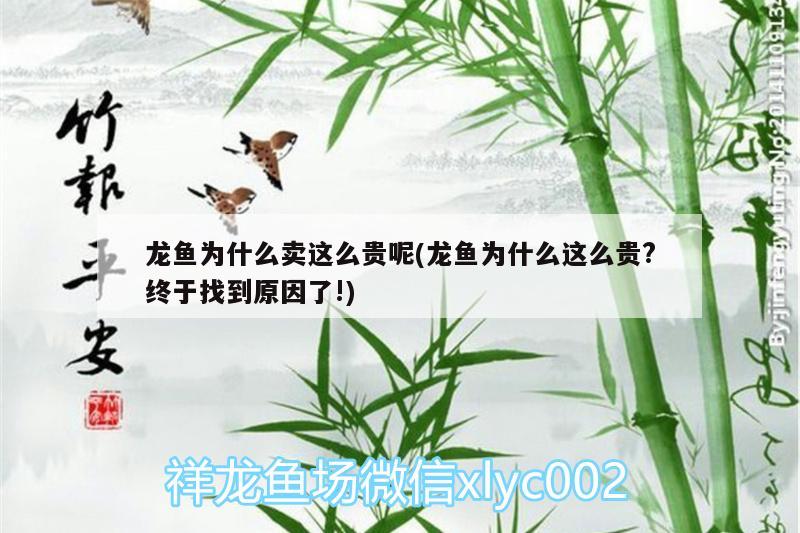 龍魚為什么賣這么貴呢(龍魚為什么這么貴?終于找到原因了!) 黑水素