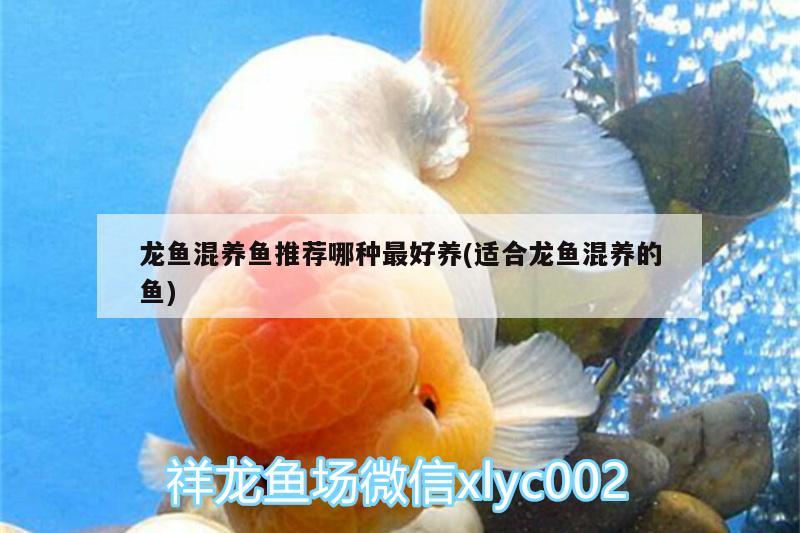 龍魚混養(yǎng)魚推薦哪種最好養(yǎng)(適合龍魚混養(yǎng)的魚)