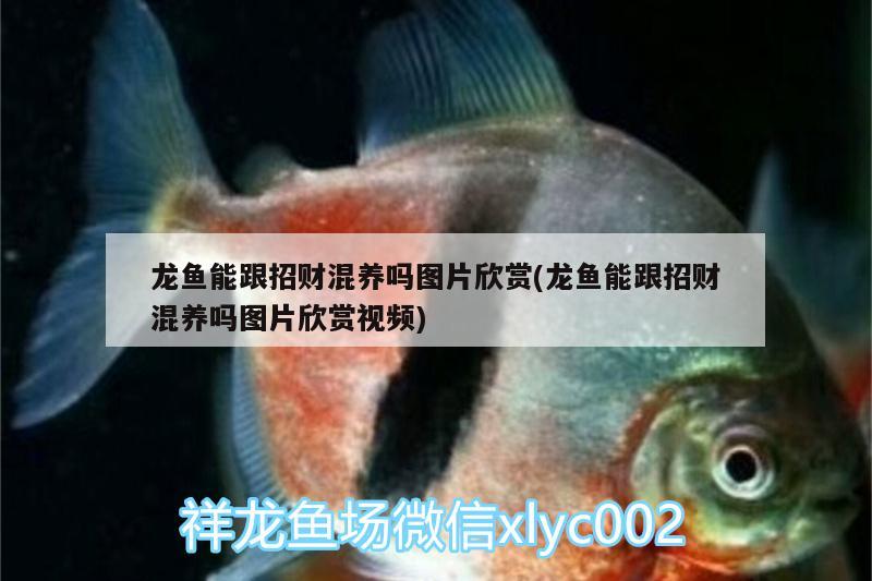 龍魚能跟招財混養(yǎng)嗎圖片欣賞(龍魚能跟招財混養(yǎng)嗎圖片欣賞視頻)