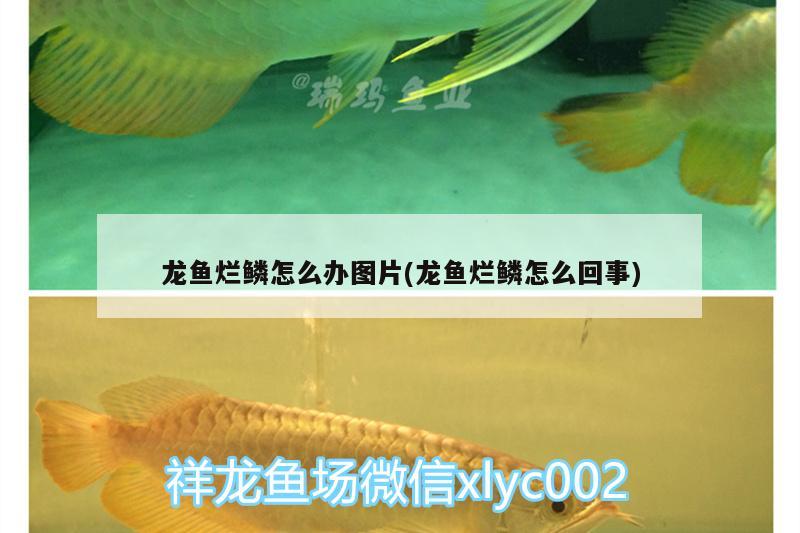 龍魚爛鱗怎么辦圖片(龍魚爛鱗怎么回事) 魚缸清潔用具