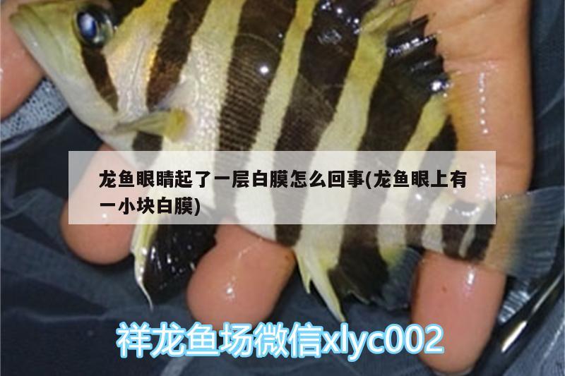 龍魚眼睛起了一層白膜怎么回事(龍魚眼上有一小塊白膜) PH調(diào)節(jié)劑