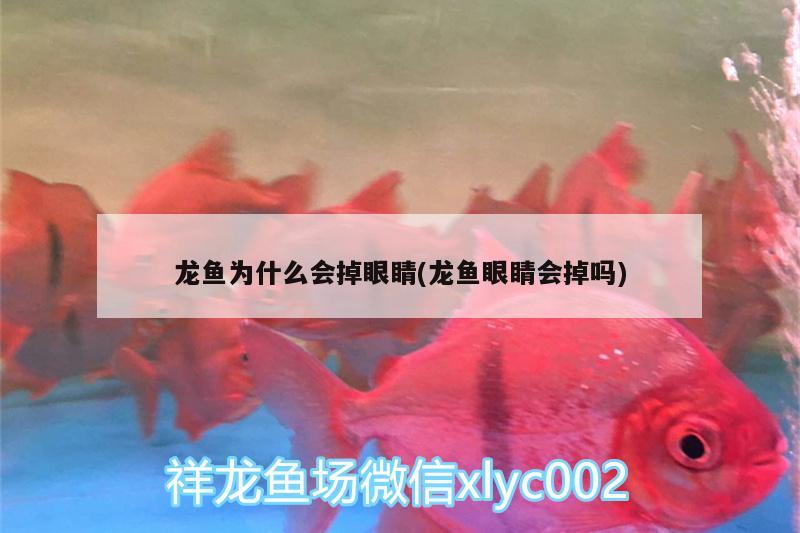 龍魚(yú)為什么會(huì)掉眼睛(龍魚(yú)眼睛會(huì)掉嗎) 大白鯊魚(yú)苗