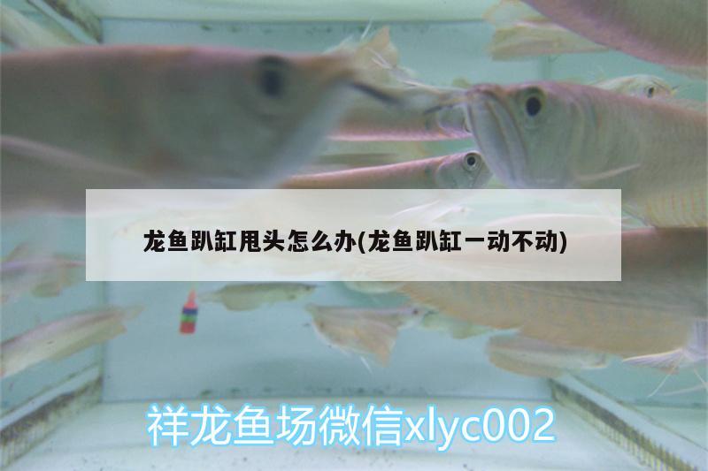 龍魚趴缸甩頭怎么辦(龍魚趴缸一動不動)