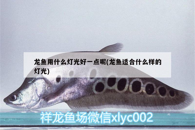 龍魚(yú)用什么燈光好一點(diǎn)呢(龍魚(yú)適合什么樣的燈光) 雪龍魚(yú)