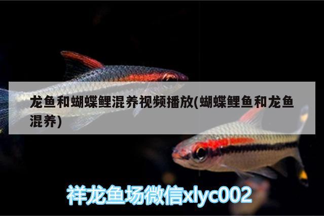 龍魚和蝴蝶鯉混養(yǎng)視頻播放(蝴蝶鯉魚和龍魚混養(yǎng)) 蝴蝶鯉