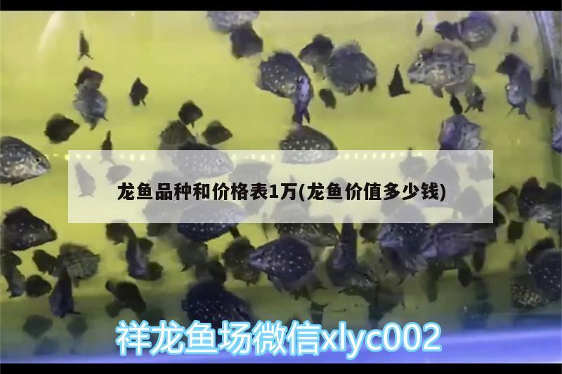 龍魚品種和價格表1萬(龍魚價值多少錢) 羅漢魚批發(fā)