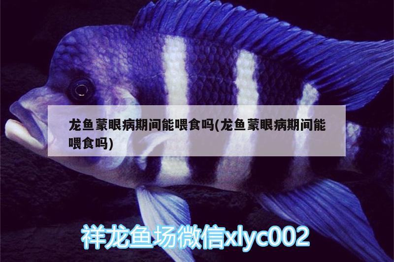 龍魚(yú)蒙眼病期間能喂食嗎(龍魚(yú)蒙眼病期間能喂食嗎)