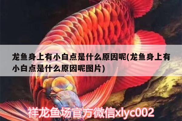 龍魚身上有小白點(diǎn)是什么原因呢(龍魚身上有小白點(diǎn)是什么原因呢圖片) 泰國雪鯽魚