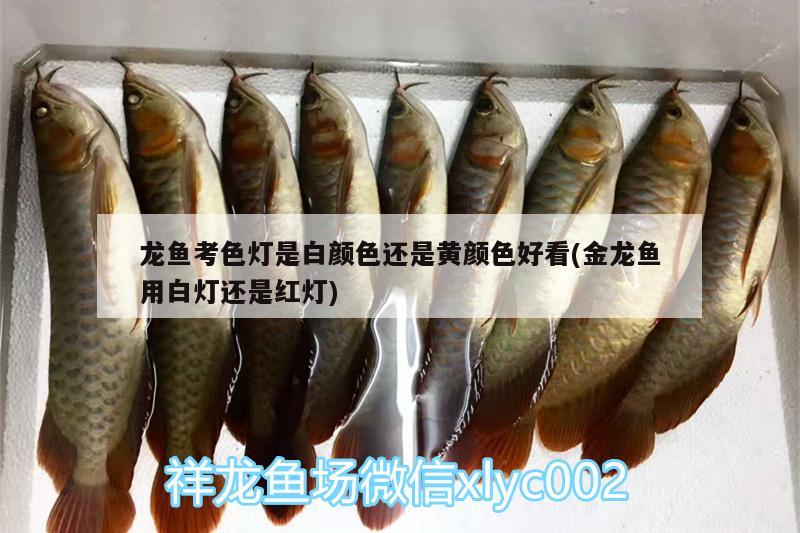 龍魚考色燈是白顏色還是黃顏色好看(金龍魚用白燈還是紅燈)