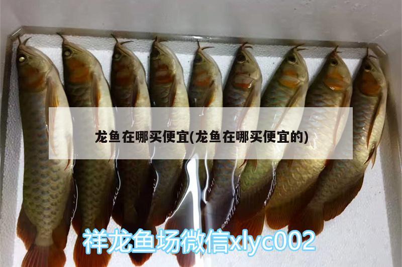 龍魚在哪買便宜(龍魚在哪買便宜的)