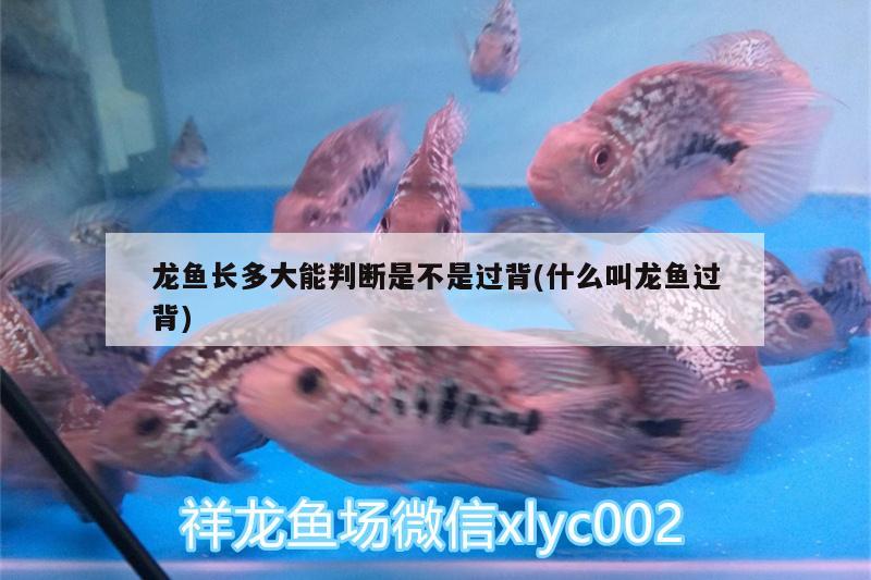 龍魚長多大能判斷是不是過背(什么叫龍魚過背) 潛水泵