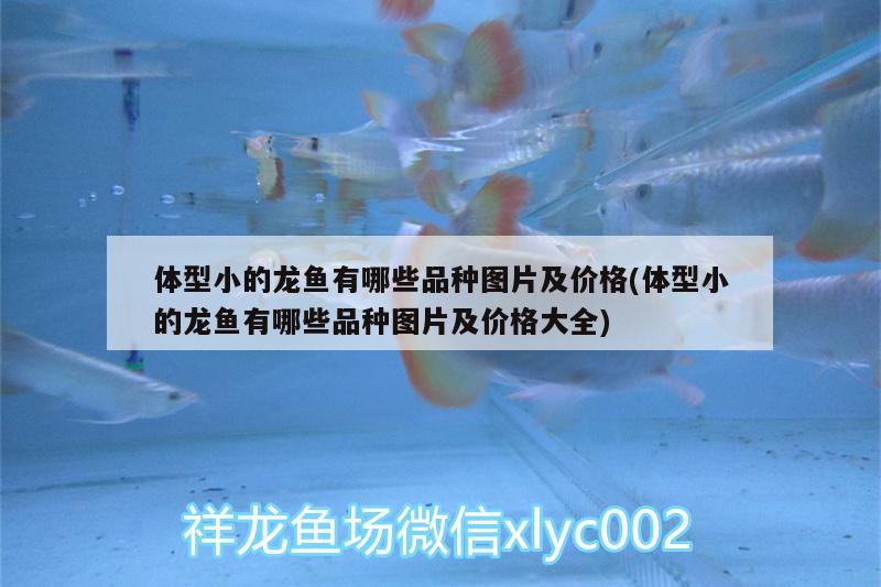 體型小的龍魚有哪些品種圖片及價格(體型小的龍魚有哪些品種圖片及價格大全) 新加坡號半紅龍魚（練手級紅龍魚）