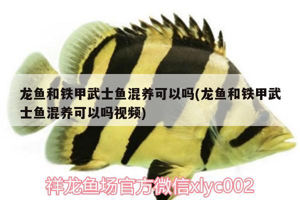 龍魚和鐵甲武士魚混養(yǎng)可以嗎(龍魚和鐵甲武士魚混養(yǎng)可以嗎視頻) 鐵甲武士