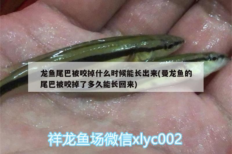 龍魚尾巴被咬掉什么時(shí)候能長(zhǎng)出來(曼龍魚的尾巴被咬掉了多久能長(zhǎng)回來) 廣州龍魚批發(fā)市場(chǎng)