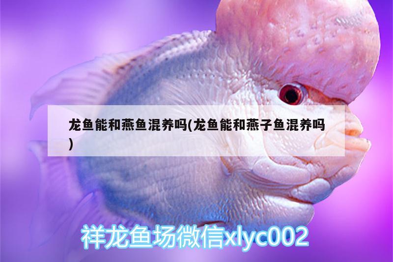 龍魚能和燕魚混養(yǎng)嗎(龍魚能和燕子魚混養(yǎng)嗎)