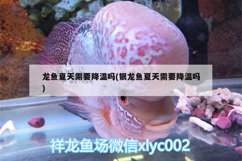 龍魚(yú)夏天需要降溫嗎(銀龍魚(yú)夏天需要降溫嗎)