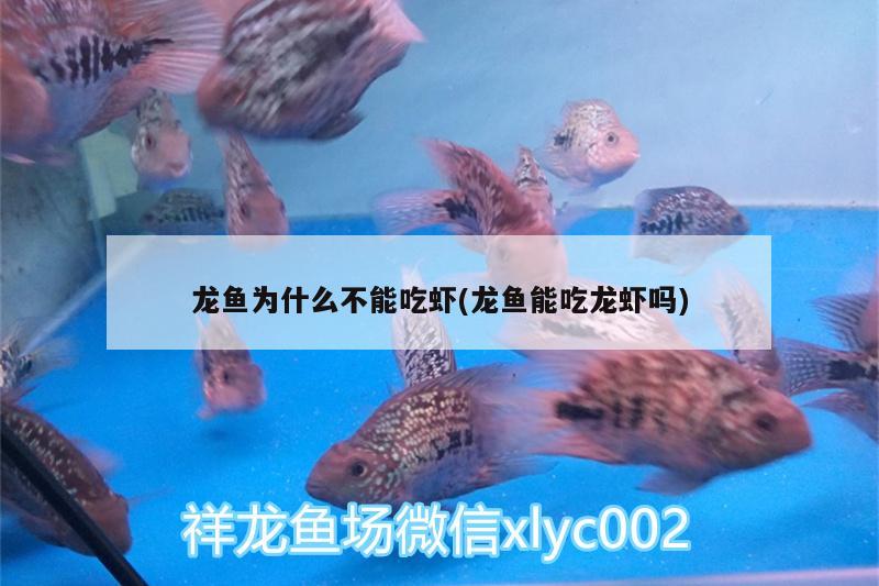 龍魚(yú)為什么不能吃蝦(龍魚(yú)能吃龍蝦嗎) 黑金魟魚(yú)