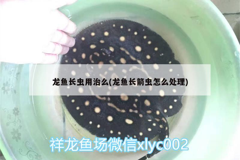 龍魚長蟲用治么(龍魚長箭蟲怎么處理) 泰龐海鰱魚