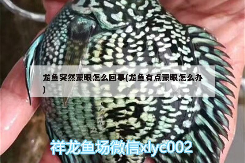 龍魚突然蒙眼怎么回事(龍魚有點蒙眼怎么辦)