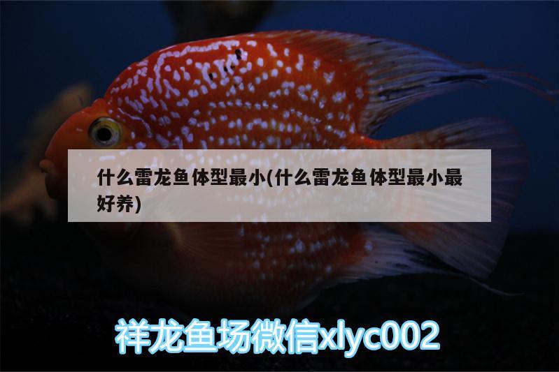 什么雷龍魚(yú)體型最小(什么雷龍魚(yú)體型最小最好養(yǎng)) 羅漢魚(yú)批發(fā)