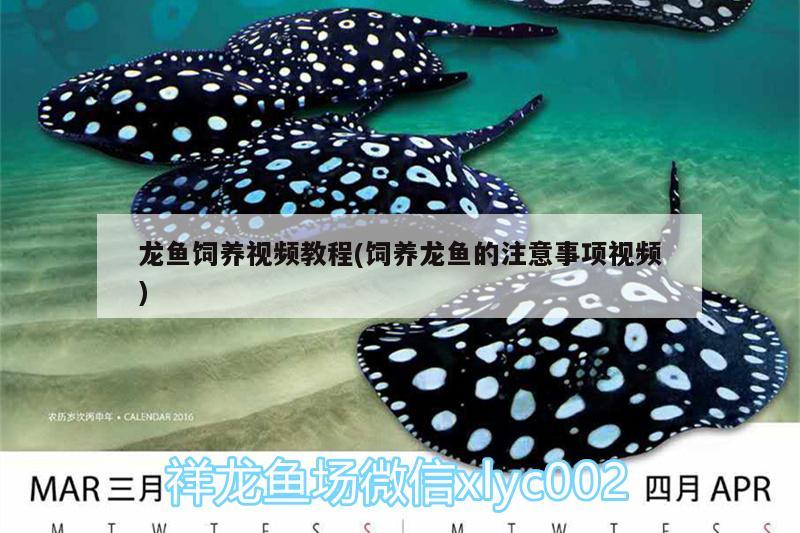 龍魚飼養(yǎng)視頻教程(飼養(yǎng)龍魚的注意事項(xiàng)視頻) 觀賞魚市場(chǎng)