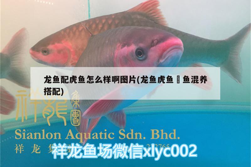 龍魚(yú)配虎魚(yú)怎么樣啊圖片(龍魚(yú)虎魚(yú)魟魚(yú)混養(yǎng)搭配) 虎魚(yú)百科