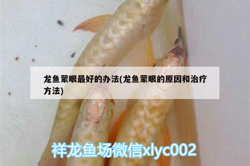 龍魚(yú)蒙眼最好的辦法(龍魚(yú)蒙眼的原因和治療方法)