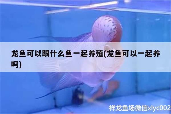 龍魚可以跟什么魚一起養(yǎng)殖(龍魚可以一起養(yǎng)嗎) 帝王血鉆魚