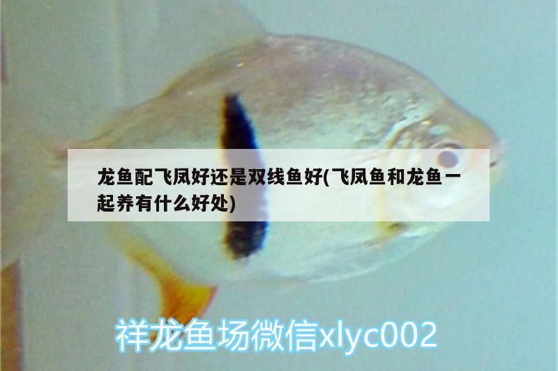 龍魚配飛鳳好還是雙線魚好(飛鳳魚和龍魚一起養(yǎng)有什么好處)