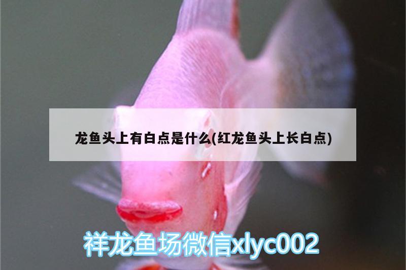 龍魚頭上有白點(diǎn)是什么(紅龍魚頭上長(zhǎng)白點(diǎn))