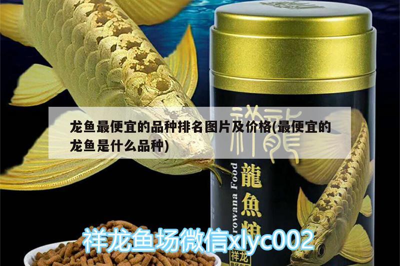 龍魚最便宜的品種排名圖片及價格(最便宜的龍魚是什么品種)