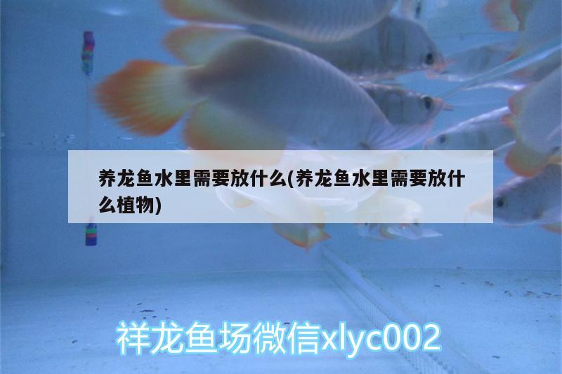 養(yǎng)龍魚水里需要放什么(養(yǎng)龍魚水里需要放什么植物)