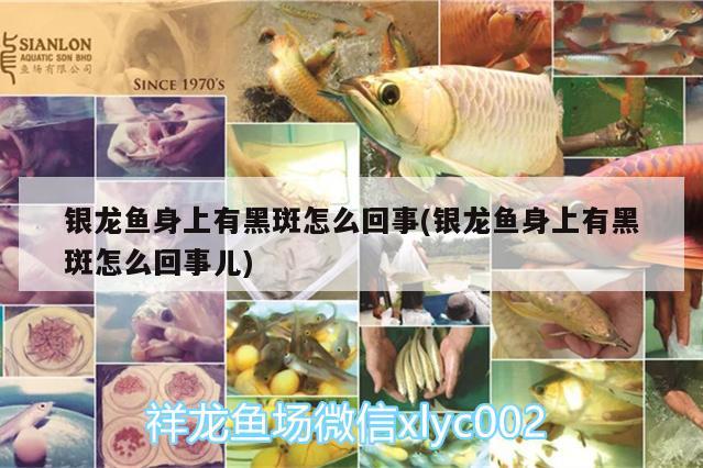 銀龍魚身上有黑斑怎么回事(銀龍魚身上有黑斑怎么回事兒) 銀龍魚百科