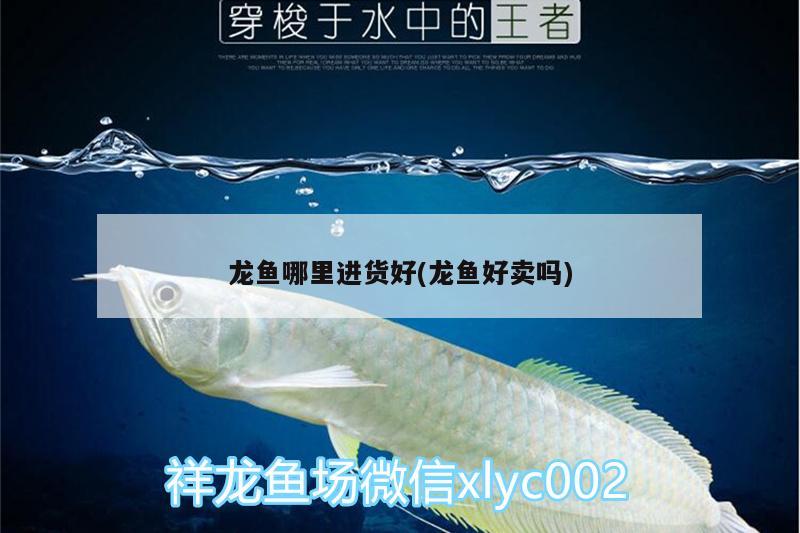 龍魚哪里進(jìn)貨好(龍魚好賣嗎)