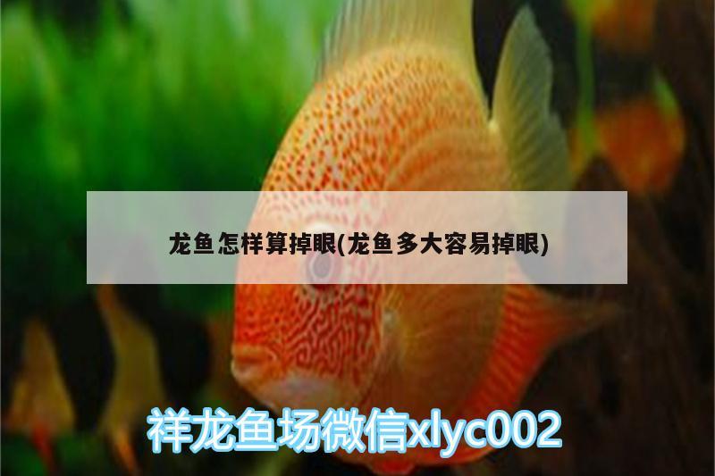 龍魚怎樣算掉眼(龍魚多大容易掉眼) 祥龍水族濾材/器材