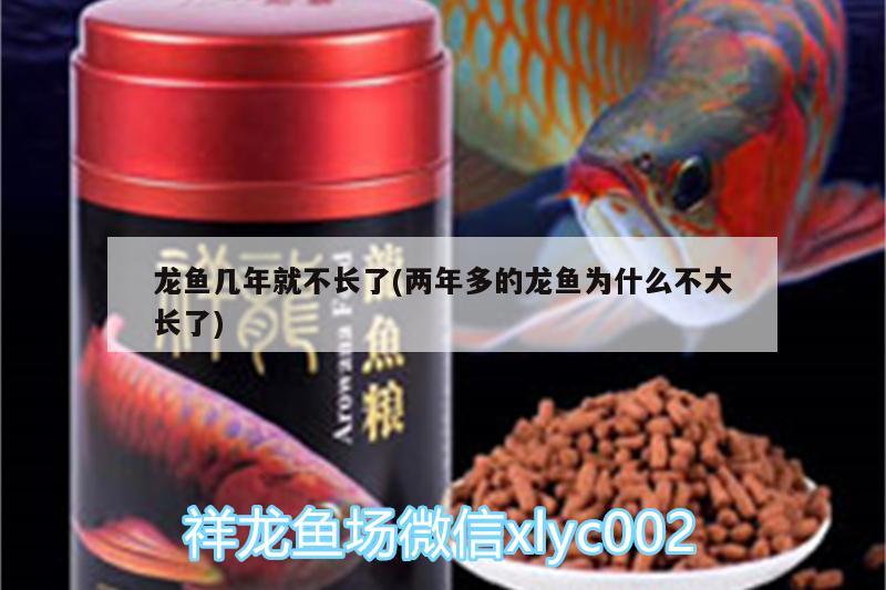 龍魚幾年就不長了(兩年多的龍魚為什么不大長了)