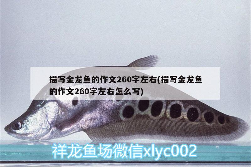 描寫(xiě)金龍魚(yú)的作文260字左右(描寫(xiě)金龍魚(yú)的作文260字左右怎么寫(xiě))