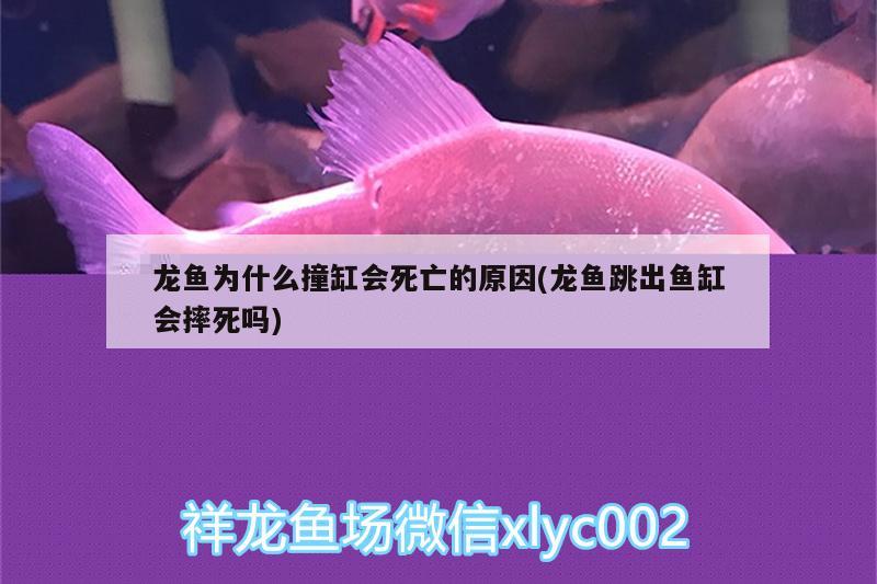 龍魚為什么撞缸會死亡的原因(龍魚跳出魚缸會摔死嗎) 暹羅巨鯉