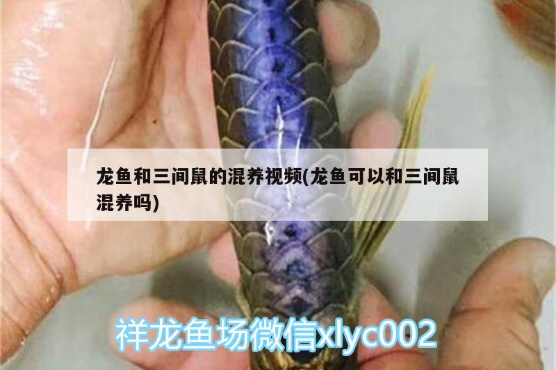 龍魚(yú)和三間鼠的混養(yǎng)視頻(龍魚(yú)可以和三間鼠混養(yǎng)嗎) 蘇虎苗（蘇門(mén)答臘虎魚(yú)苗）