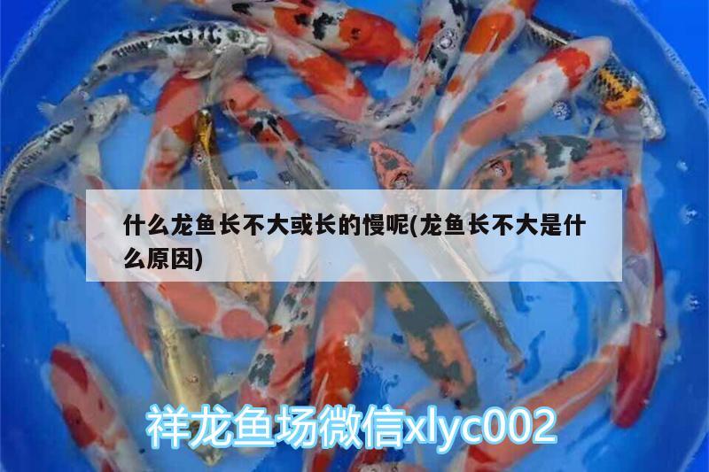 什么龍魚長不大或長的慢呢(龍魚長不大是什么原因)