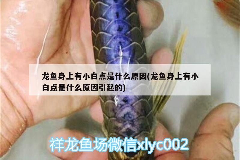 龍魚身上有小白點是什么原因(龍魚身上有小白點是什么原因引起的)