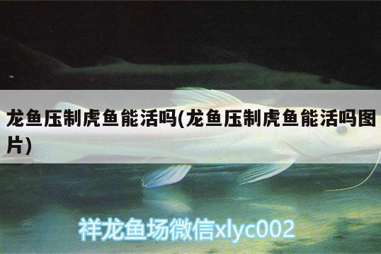 龍魚壓制虎魚能活嗎(龍魚壓制虎魚能活嗎圖片) 虎魚百科