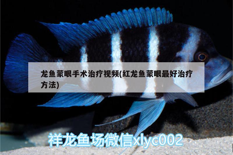 龍魚(yú)蒙眼手術(shù)治療視頻(紅龍魚(yú)蒙眼最好治療方法) 白子金龍魚(yú)