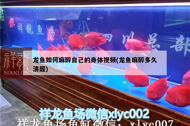 龍魚如何麻醉自己的身體視頻(龍魚麻醉多久清醒)