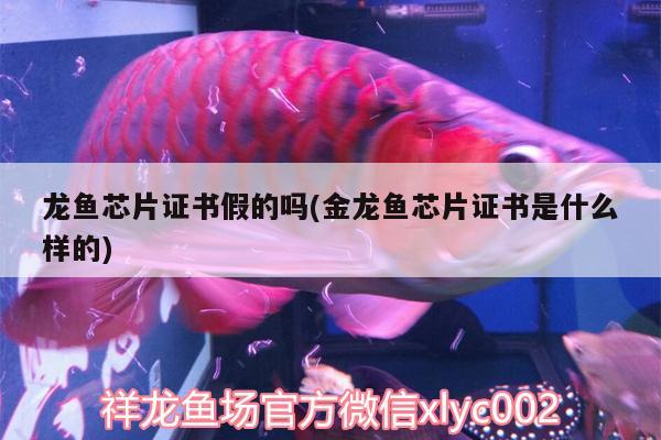 龍魚芯片證書假的嗎(金龍魚芯片證書是什么樣的) 龍魚百科