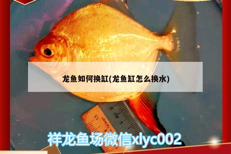 龍魚如何換缸(龍魚缸怎么換水)