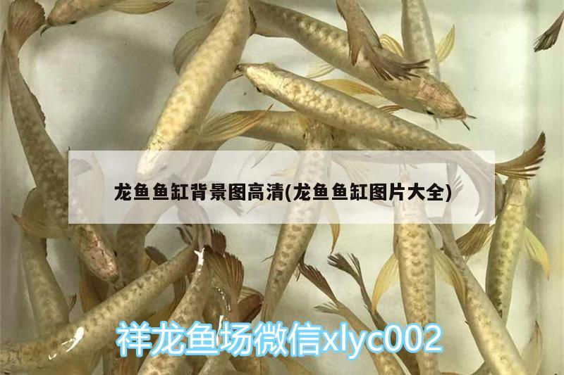 龍魚魚缸背景圖高清(龍魚魚缸圖片大全)