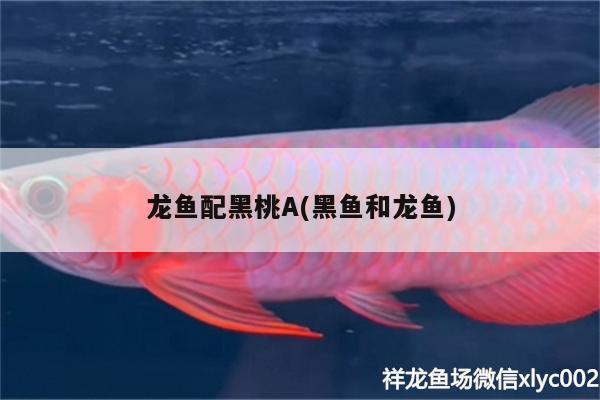 龍魚配黑桃A(黑魚和龍魚) 魚缸等水族設(shè)備