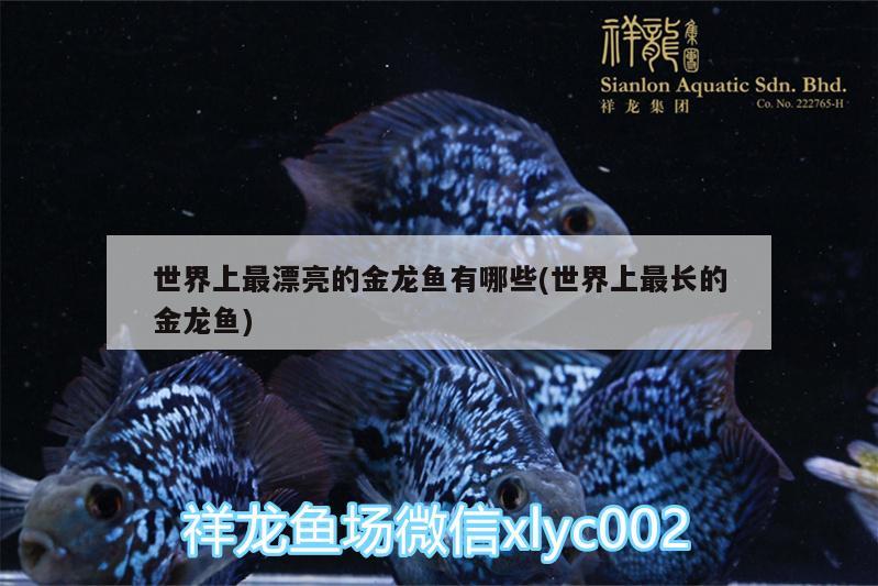 世界上最漂亮的金龍魚有哪些(世界上最長的金龍魚) 三間鼠魚苗